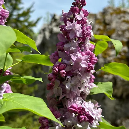 Rilindja * 발보너