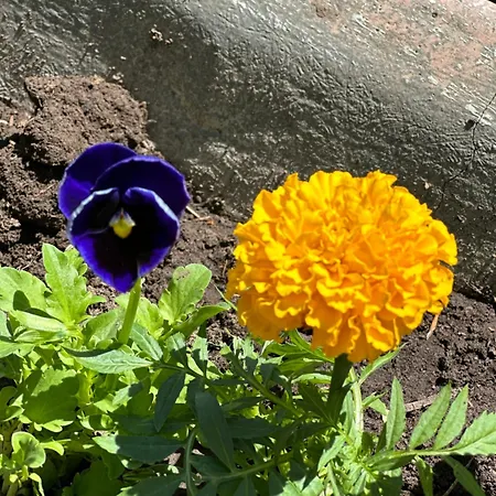 게스트하우스 Rilindja 발보너