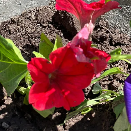 게스트하우스 Rilindja